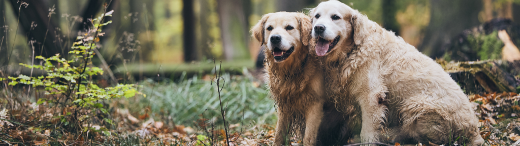 artrosi nel cane