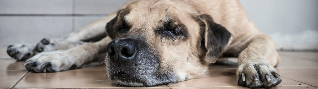 artrosi nel cane