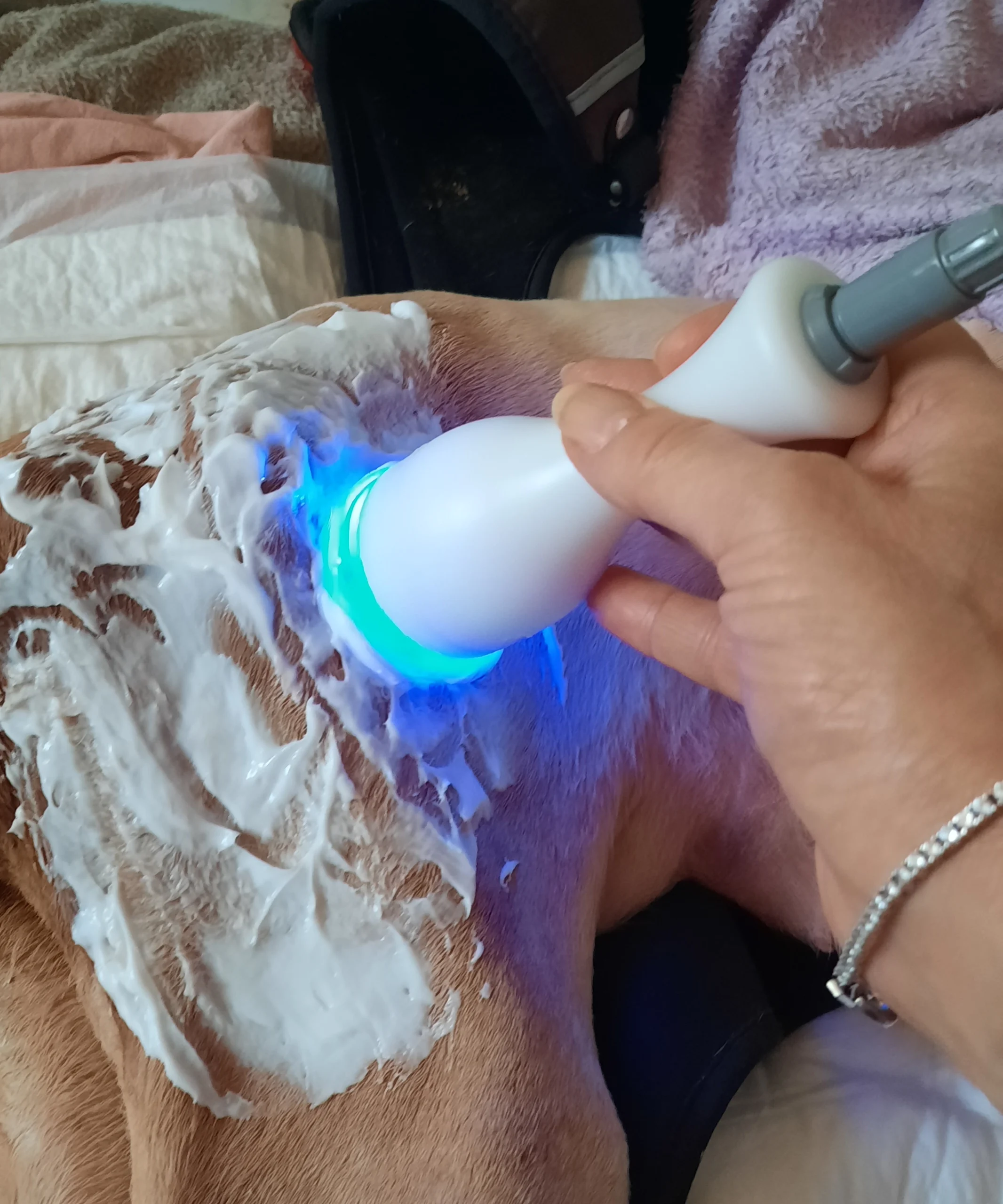 geriatria veterinaria con vet therapy top quality vet