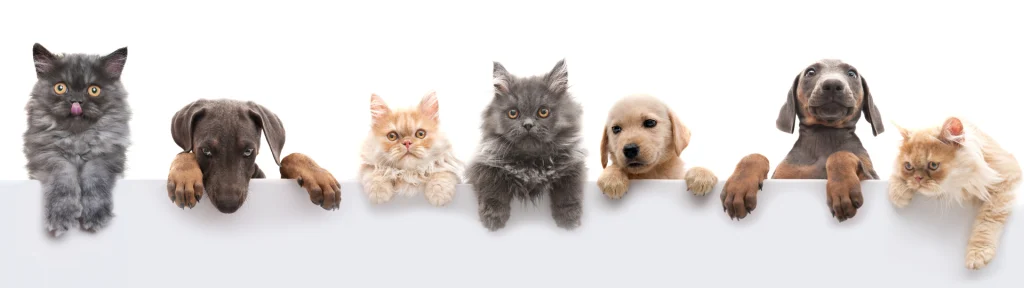 animali da compagnia