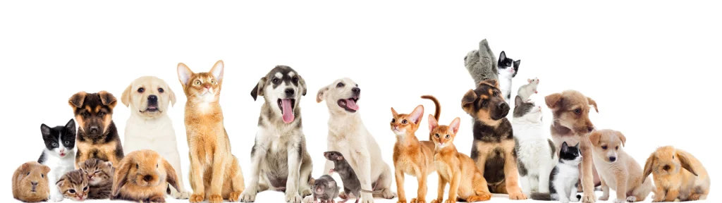 animali da compagnia