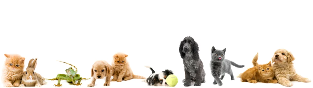 animali da compagnia