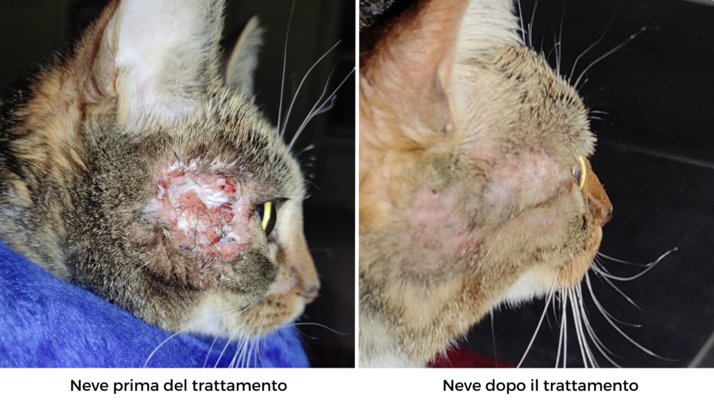 laserterapia veterinaria