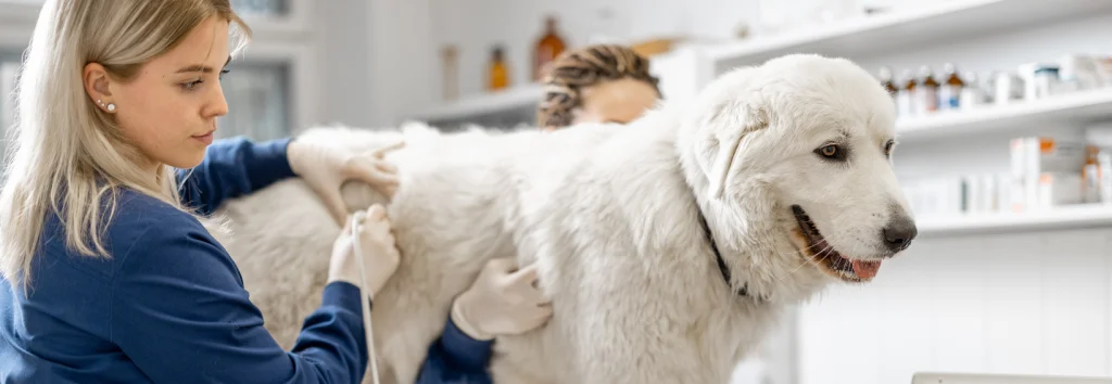missione veterinario